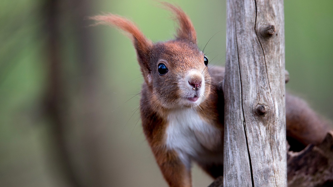 Biodiversité : la martre au secours de l'écureuil roux - Les
